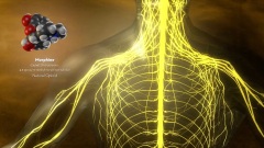 3-D Medical Model of Nervous System featured in Opioids Educational Video