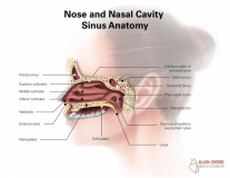 Nose and Nasal Cavity Sinus Anatomy