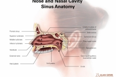 Nose and Nasal Cavity Sinus Anatomy