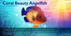 Coral Beauty Angelfish