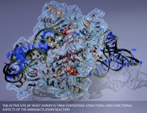 Yeast_Protein