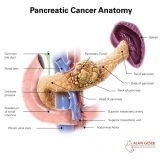 Pancreatic Cancer Anatomy