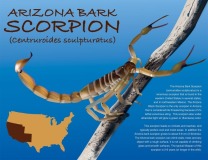 Arizona_Bark_Scorpion