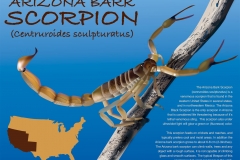 Arizona_Bark_Scorpion